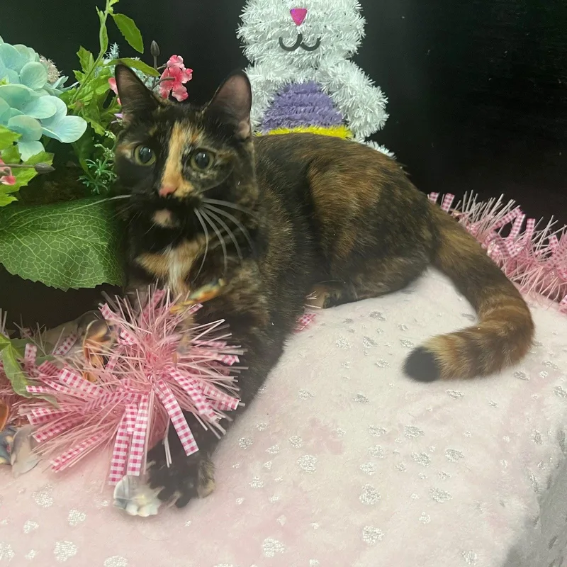 Esmerelda thumbnail 2