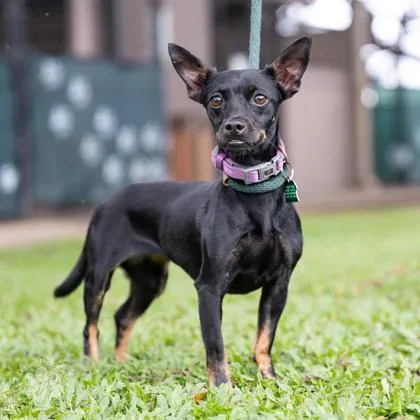 An adult small-sized female Mixed Breed dog named Chili for adoption in Honolulu, HI