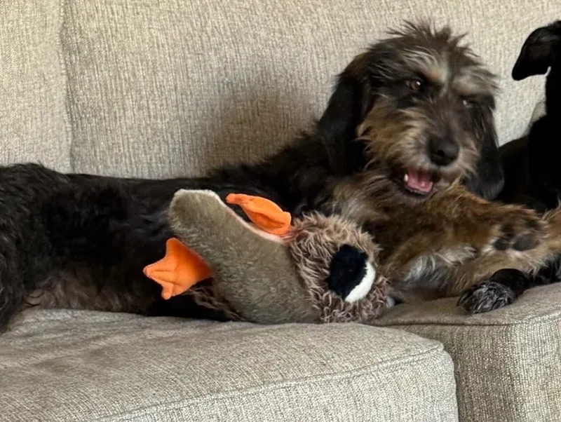 A young medium-sized female Tricolor (Brown, Black, & White) Mixed Breed dog named Phoebe for adoption in Colorado Springs, CO