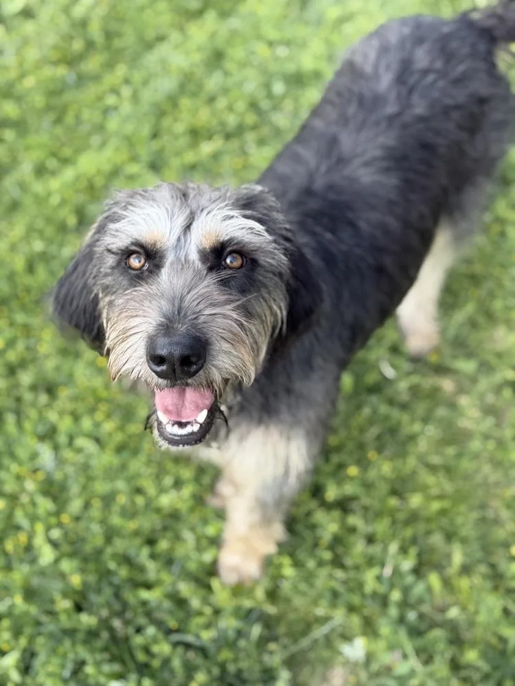 Phoebe thumbnail 3