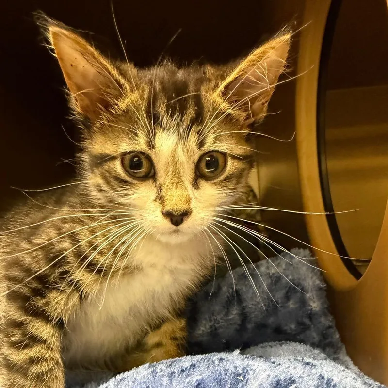 A baby small-sized male Brown / Chocolate Domestic Short Hair cat named Punch for adoption in Middlebury, VT