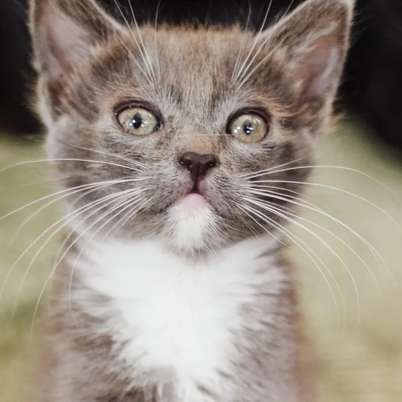 A baby small-sized male Gray / Blue / Silver Domestic Short Hair cat named Michael for adoption in Los Angeles, CA