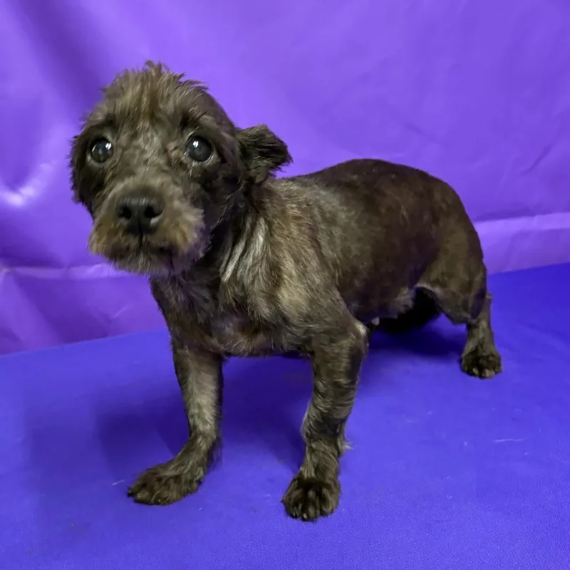 An adult small-sized female Black Terrier dog named Ember for adoption in North Myrtle Beach, SC