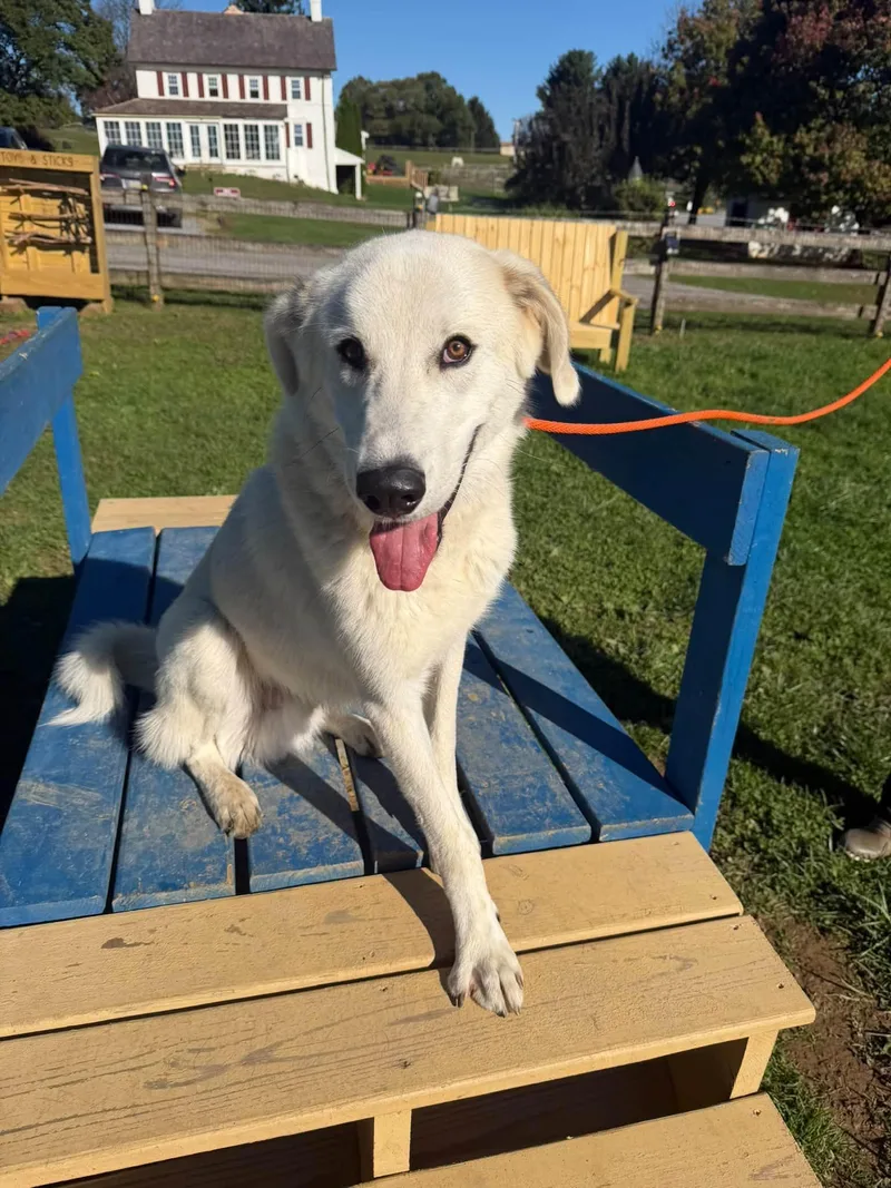 A young large-sized male Great Pyrenees dog named Sprite for adoption in Coatesville, PA