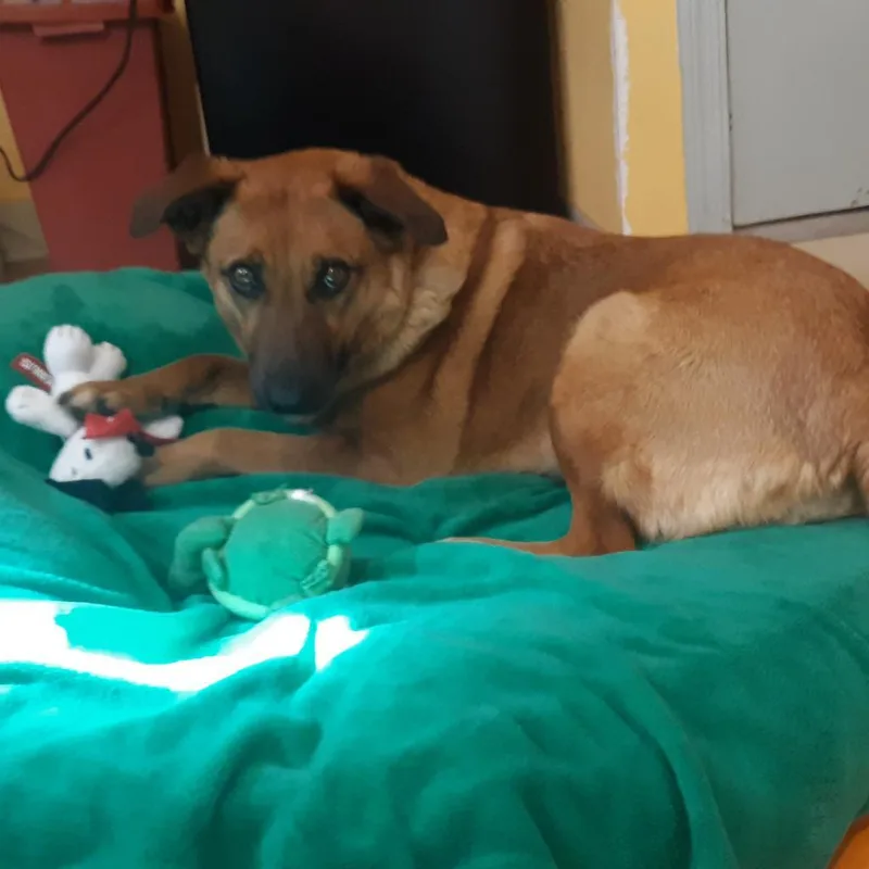 A senior medium-sized female Brown / Chocolate Mixed Breed dog named Isabelle for adoption in Tucson, AZ