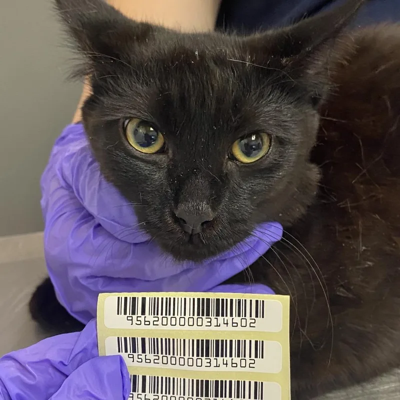 A young medium-sized male Black Domestic Short Hair cat named Zero for adoption in Charleston, WV