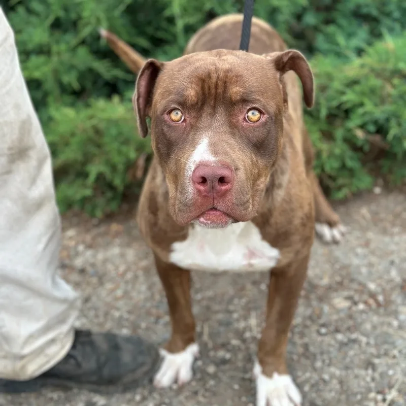 Nova