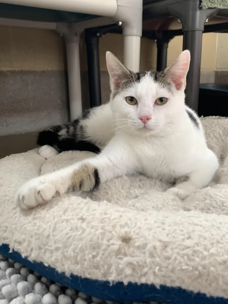 Snowball thumbnail 2