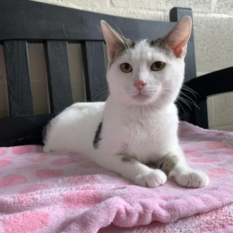 Snowball thumbnail 3