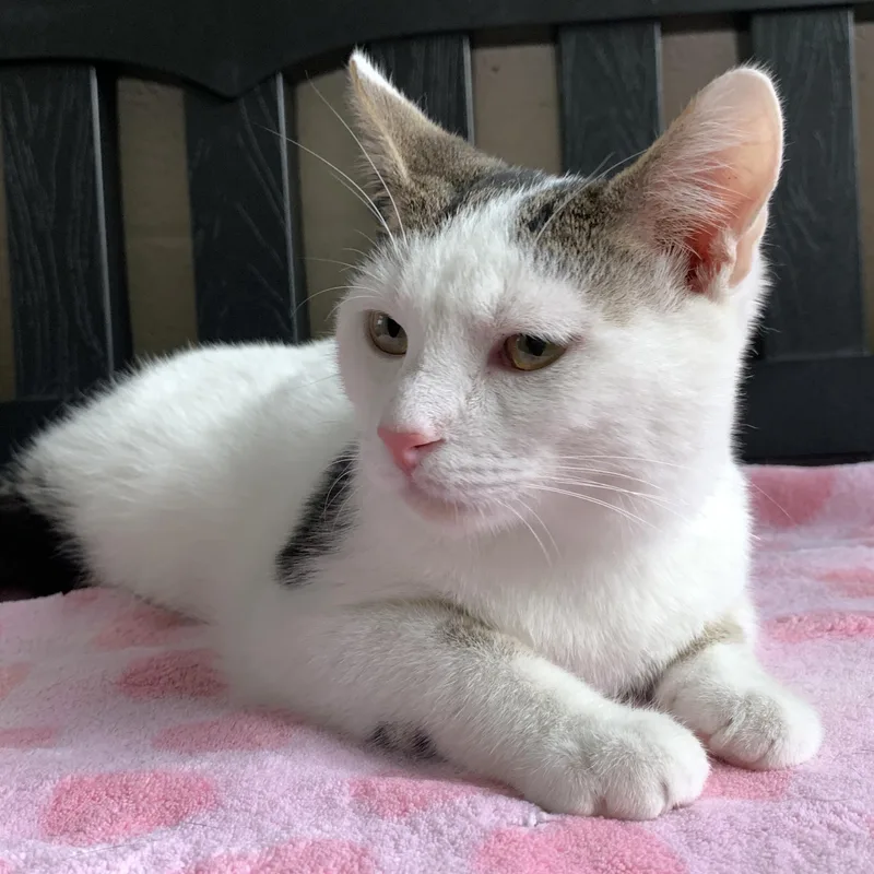 A baby medium-sized male White Domestic Short Hair cat named Snowball for adoption in Winchester, VA