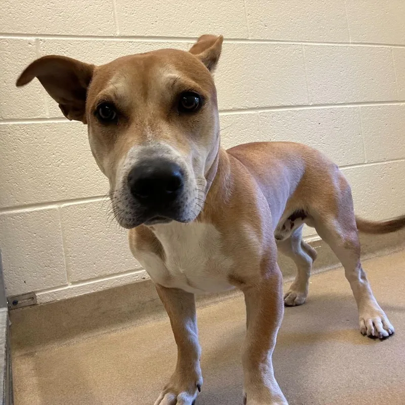 A young medium-sized male Yellow / Tan / Blond / Fawn Mixed Breed dog named Croissant for adoption in Asheville, NC