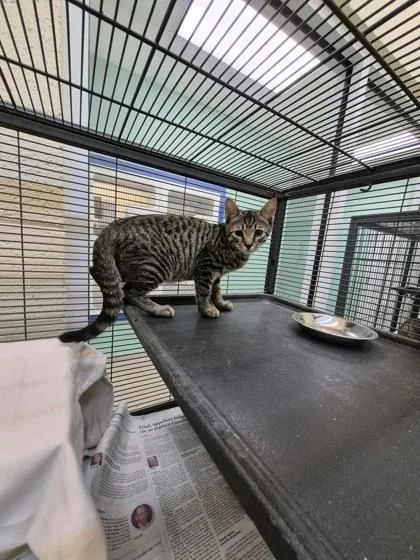 A young small-sized male Domestic Short Hair cat named Dyson for adoption in Vero Beach, FL