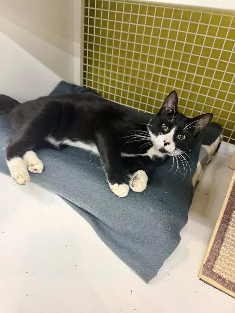 A young medium-sized male Black & White / Tuxedo Domestic Short Hair cat named Gatsby for adoption in Telford, PA