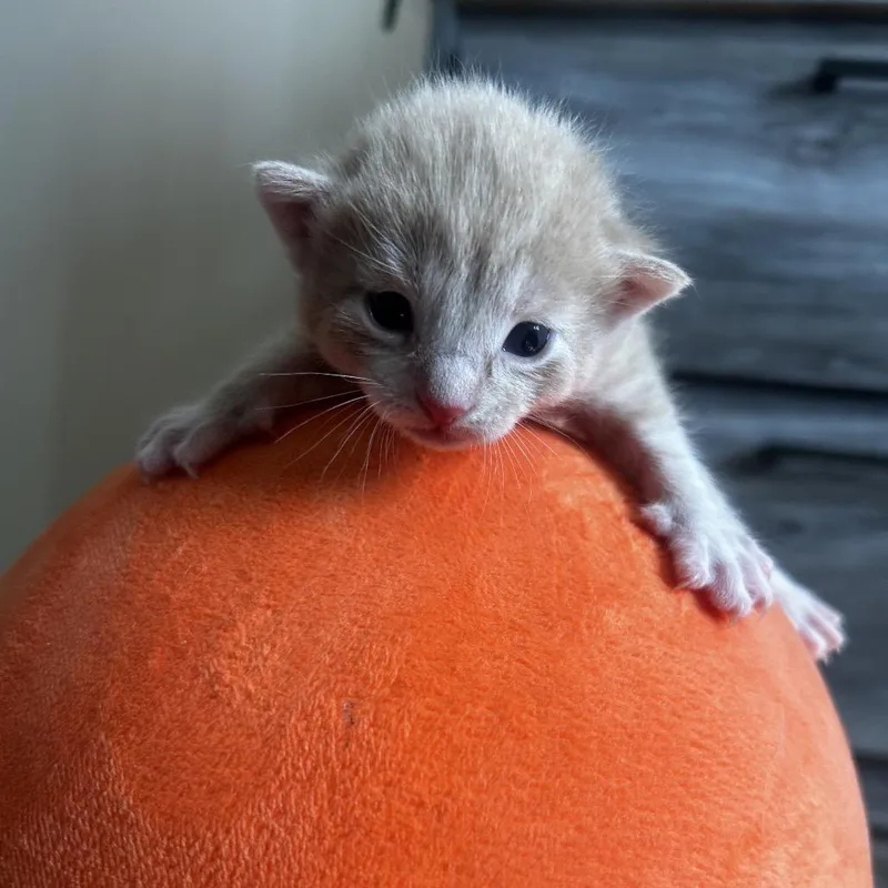 A baby small-sized male Orange / Red Domestic Short Hair cat named Markl for adoption in Waukesha, WI