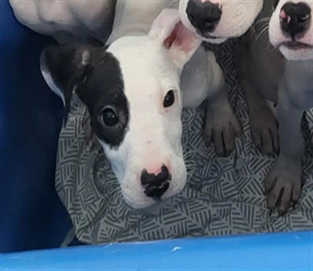 A baby large-sized male Mixed Breed dog named Apple for adoption in Dallas, TX