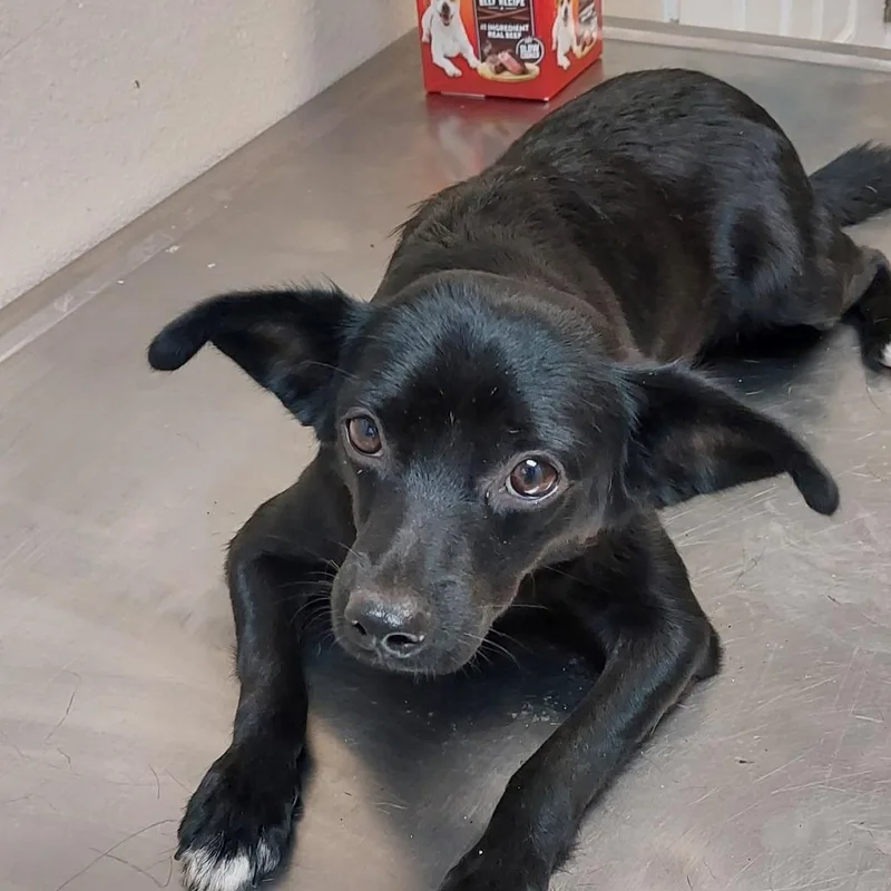 A young small-sized male Black Mixed Breed dog named Scrump for adoption in Mocksville, NC