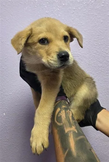 A baby small-sized female German Shepherd Dog dog named 61761763 for adoption in El Paso, TX