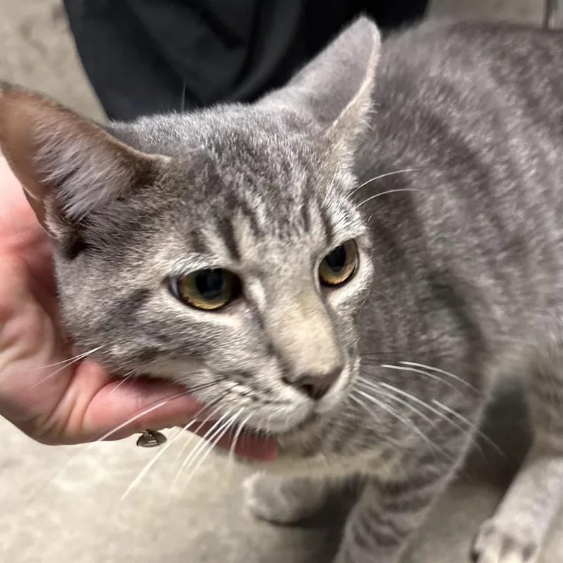 A young medium-sized male Domestic Short Hair cat named Hahn for adoption in Midland, TX