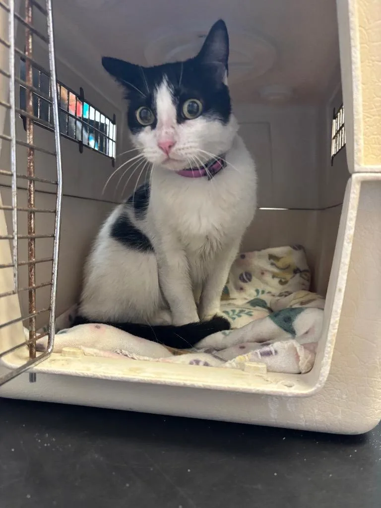 An adult medium-sized female Domestic Short Hair cat named Molly for adoption in New Braunfels, TX