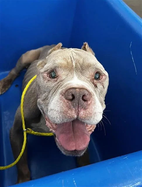 A senior large-sized male Mixed Breed dog named Cassius Clay for adoption in Dallas, TX