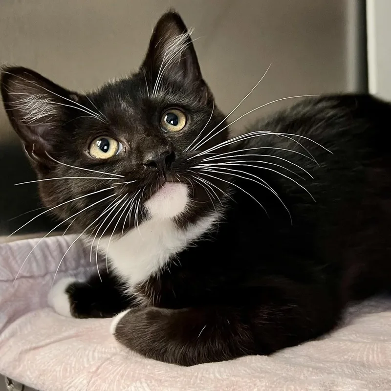 A young small-sized female Black & White / Tuxedo Domestic Short Hair cat named Diva for adoption in Edinburg, VA