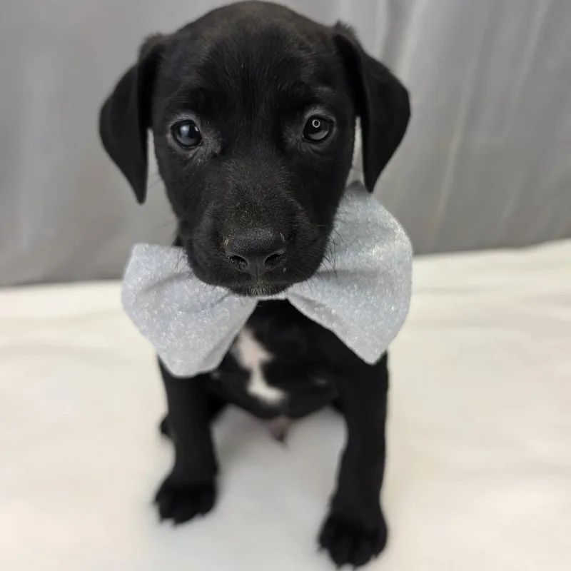 A baby medium-sized male Black Labrador Retriever dog named Dakota for adoption in Foley, AL