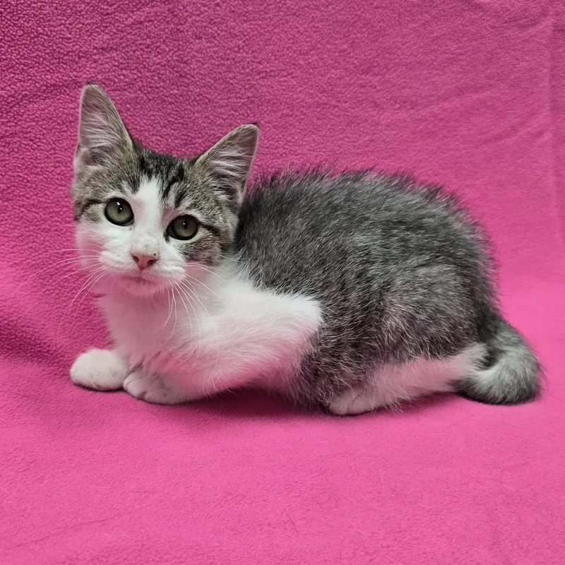 A baby medium-sized female American Shorthair cat named Dandy for adoption in Frankfort, IN
