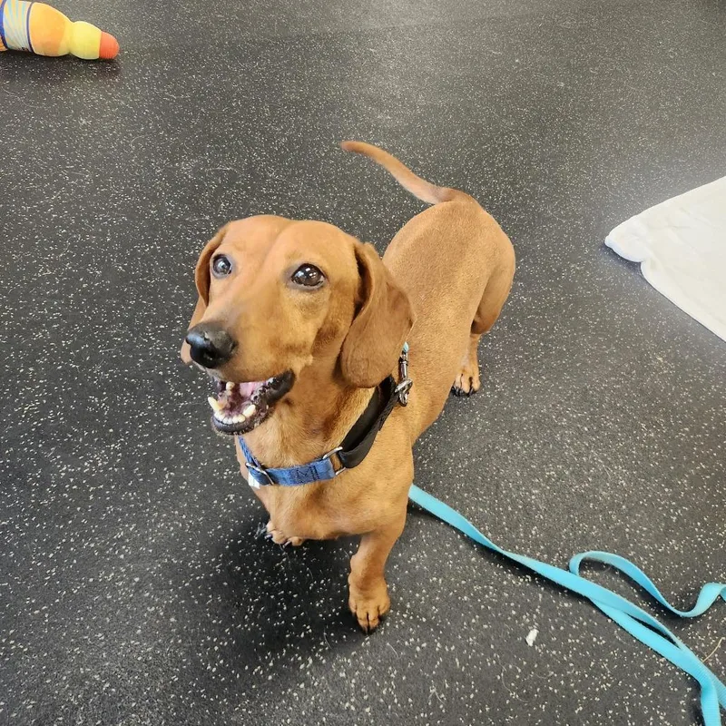 An adult small-sized male Brown / Chocolate Dachshund dog named Buster for adoption in Brockton, MA