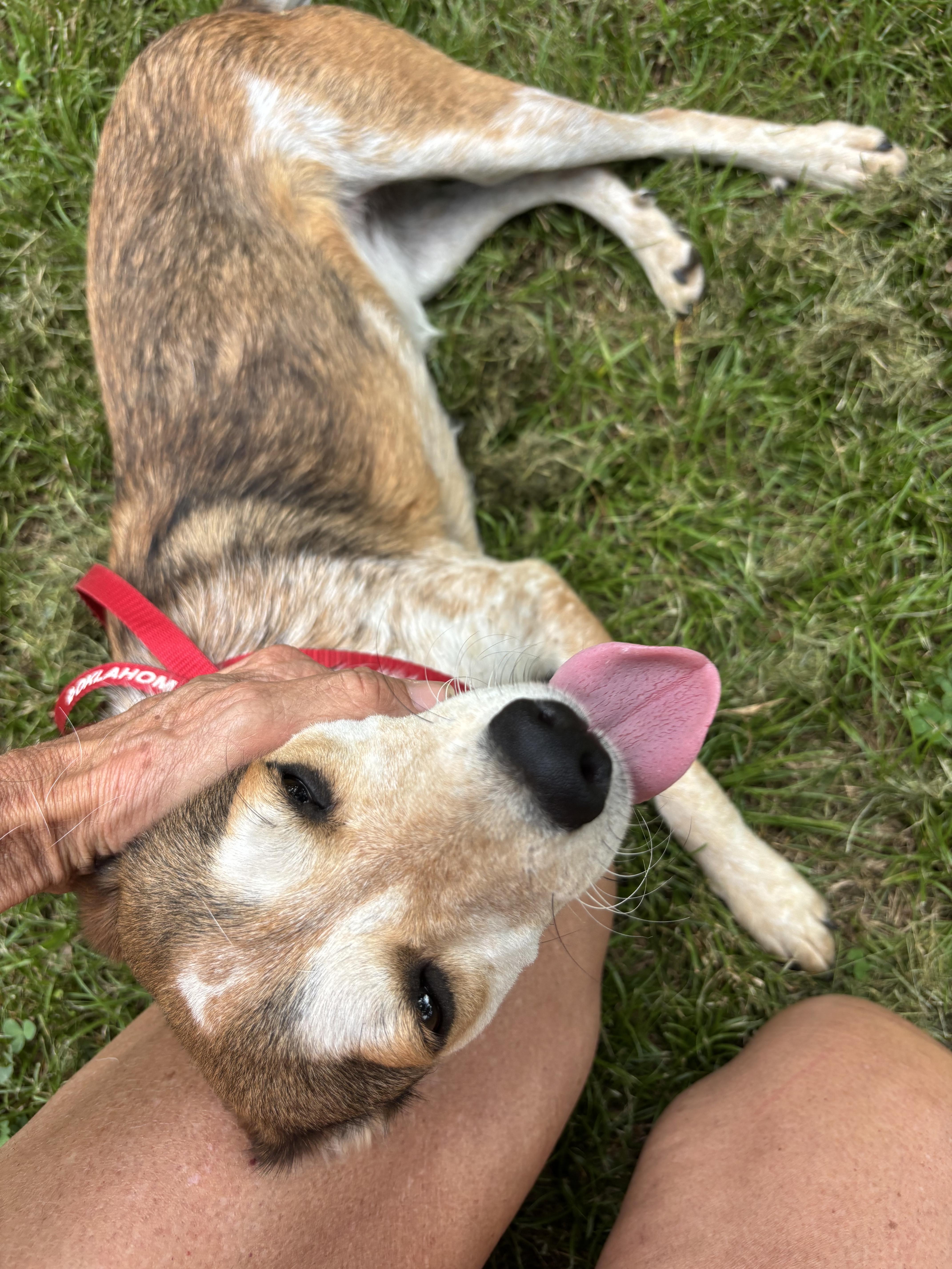 A young medium-sized female German Shepherd Dog dog named Blanche for adoption in Welling, OK