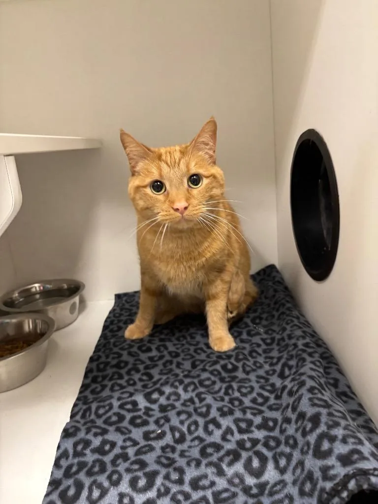 An adult medium-sized male Domestic Short Hair cat named Arlo for adoption in Frankfort, KY