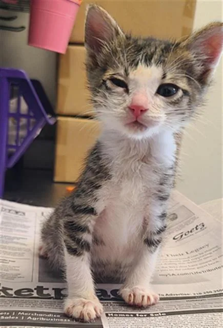 A baby small-sized female Domestic Short Hair cat named Jellybean for adoption in San Antonio, TX