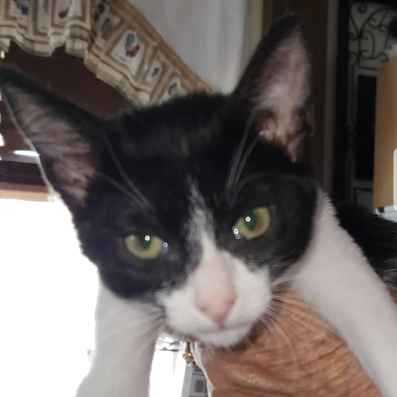 A baby small-sized female Black & White / Tuxedo Domestic Short Hair cat named FWaverly for adoption in Arizona City, AZ