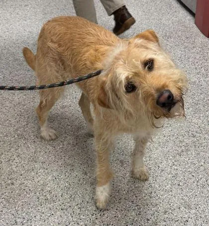 An adult extra large-sized male Yellow / Tan / Blond / Fawn Mixed Breed dog named Brillo for adoption in Kansas City, MO