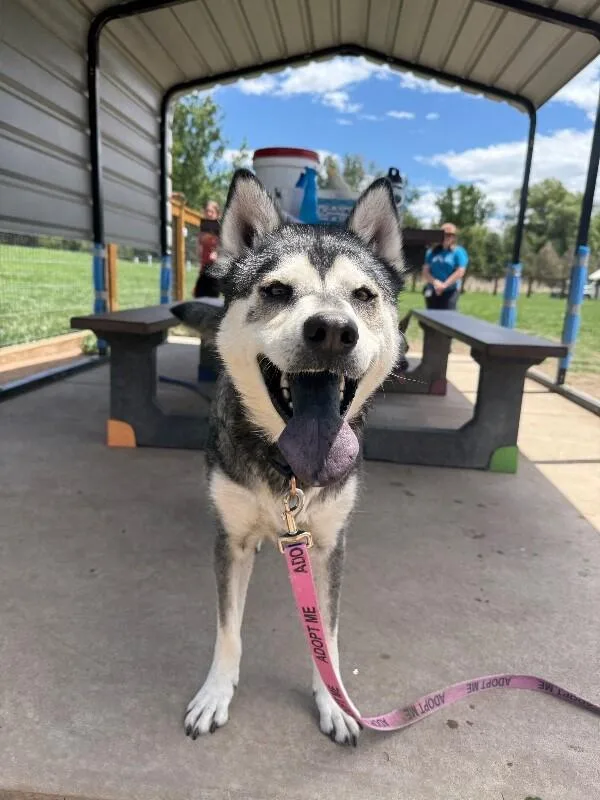An adult medium-sized male Gray / Blue / Silver Husky dog named Angus for adoption in Fort Collins, CO