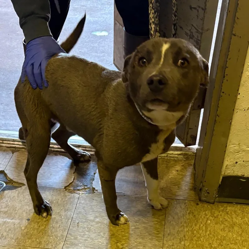 An adult medium-sized male Gray / Blue / Silver Pit Bull Terrier dog named Praitor for adoption in Birmingham, AL