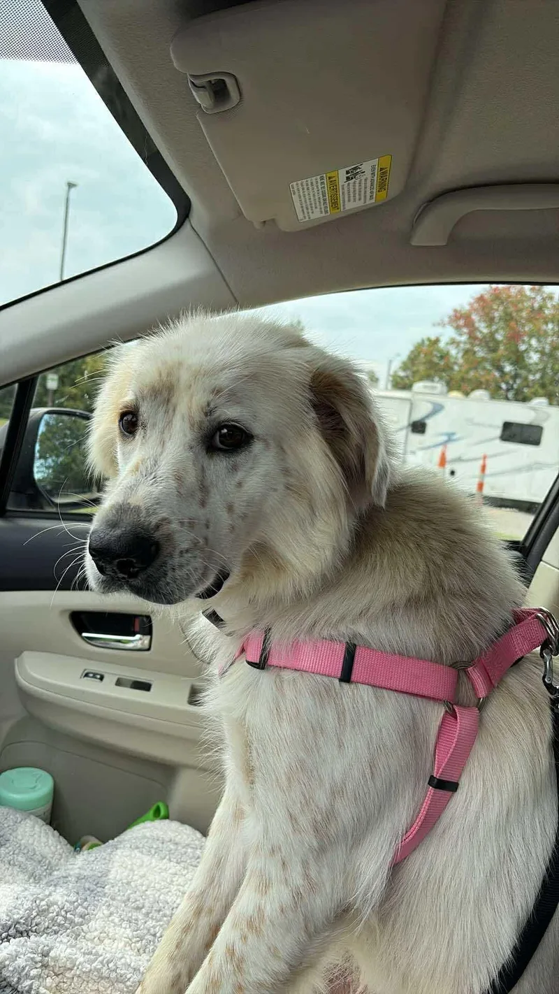 An adult medium-sized female Australian Shepherd dog named Freya! for adoption in Croydon, NH