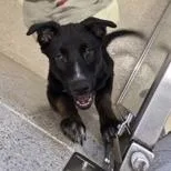 A baby small-sized female Terrier dog named Sweet Pea for adoption in Woodstock, IL
