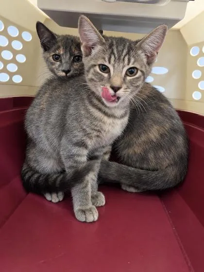 A baby small-sized male Domestic Short Hair cat named Severus for adoption in Palm Coast, FL