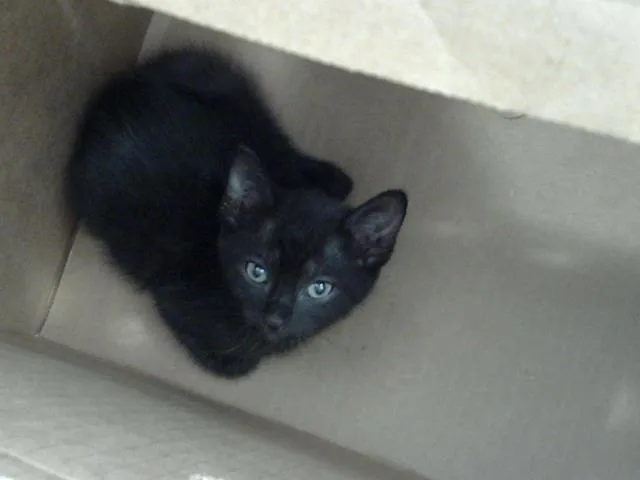 A baby medium-sized male Domestic Long Hair cat named Midnight for adoption in Dallas, TX