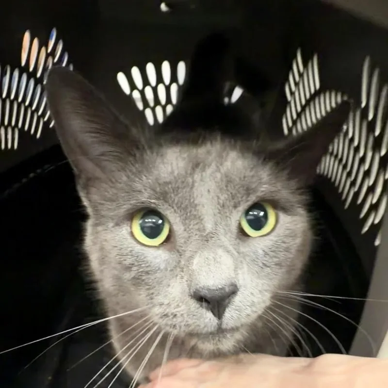 An adult large-sized male Domestic Short Hair cat named King for adoption in Fairmont, WV