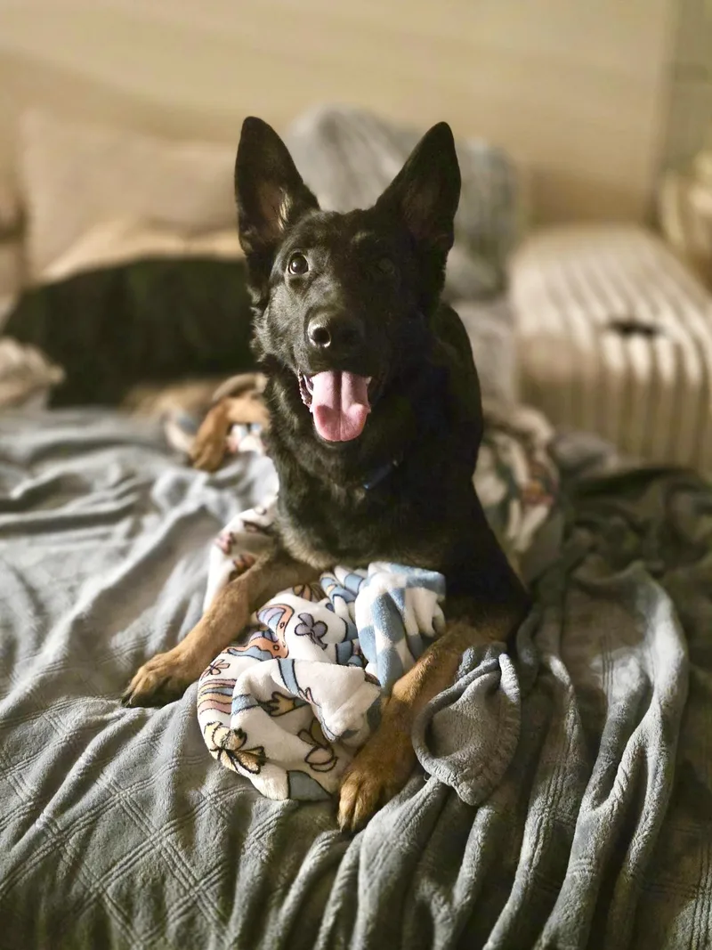 A young large-sized male German Shepherd Dog dog named Rooster for adoption in New Orleans, LA