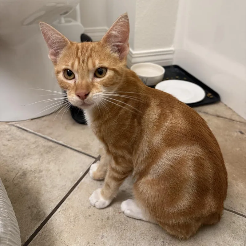 A baby small-sized male Orange / Red Domestic Short Hair cat named Rusty for adoption in Long Beach, CA