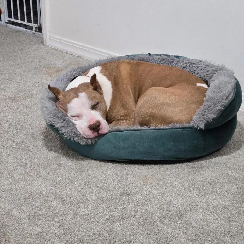 A senior large-sized female Yellow / Tan / Blond / Fawn Pit Bull Terrier dog named Bootsie for adoption in Waggaman, LA
