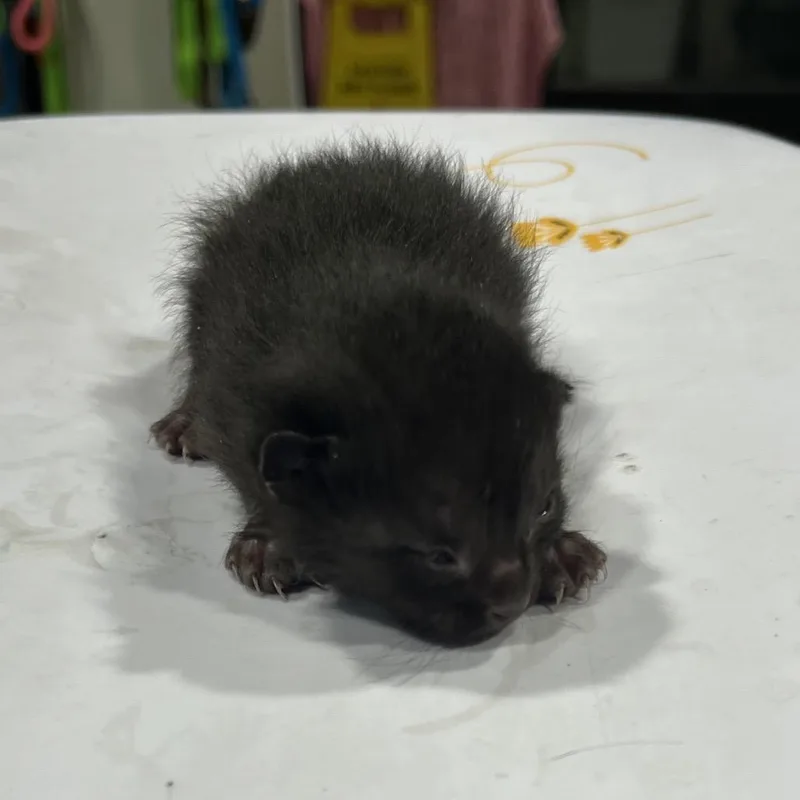 A baby small-sized male Black Domestic Short Hair cat named Ralph for adoption in Tampa, FL
