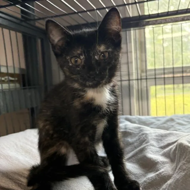 A young medium-sized female Tortoiseshell cat named Eva for adoption in Porter, TX