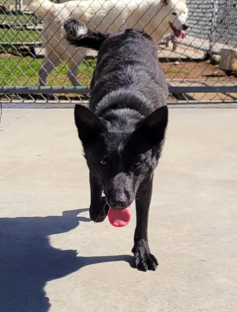 An adult medium-sized female Australian Cattle Dog / Blue Heeler dog named Alma for adoption in Viroqua, WI