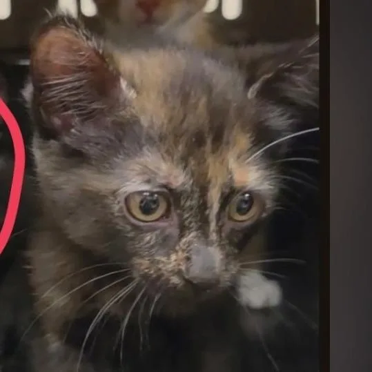 A baby small-sized female Tortoiseshell Domestic Short Hair cat named Callie for adoption in Layton, UT