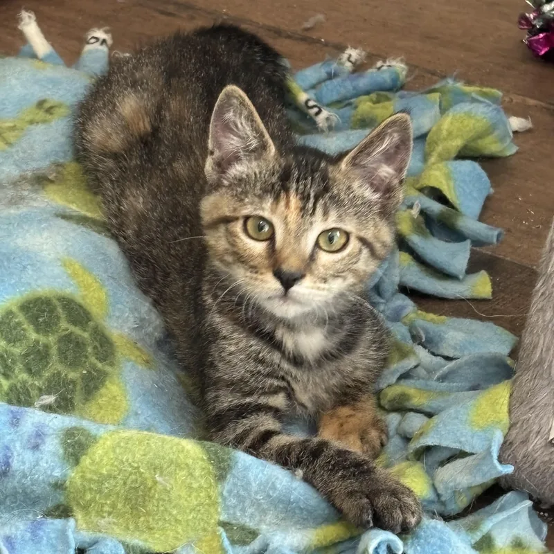 A baby small-sized female Domestic Short Hair cat named Tiny for adoption in queen creek, AZ