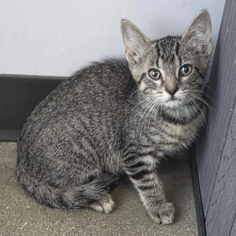 A baby small-sized female Brown / Chocolate Domestic Medium Hair cat named Giraffe for adoption in Fort Wayne, IN