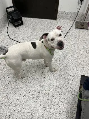 An adult large-sized male Pit Bull Terrier dog named John John for adoption in Atlanta, GA
